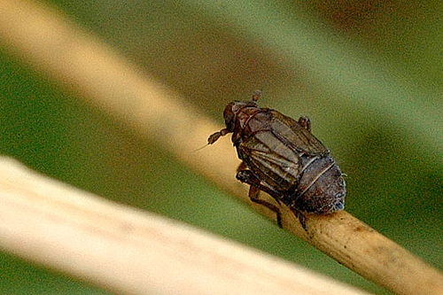 Javesella pellucida